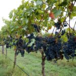 Ascella Organic Wines