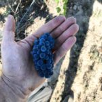 Vinden Estate Winery & Vineyard