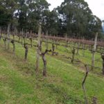 Five Oaks Vineyard