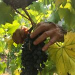 Stonehurst Cedar Creek Winery