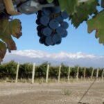 Exclusive Vines Argentinian Wines