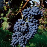 Euro Concepts Italian Wines